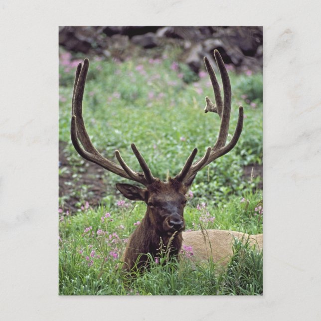 Bull Elk Resting In Alpine Meadow With Antlers Postcard (Front)