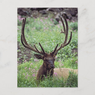 Bull Elk Resting In Alpine Meadow With Antlers Postcard