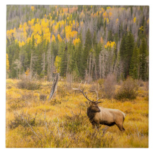 Bull Elk   Rocky Mountain National Park Colorado Ceramic Tile