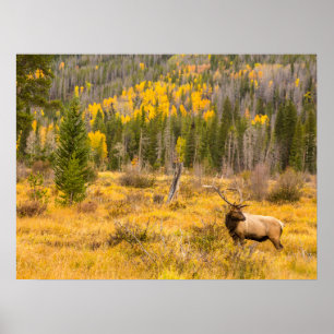 Bull Elk Rocky Mountain National Park Colorado Poster