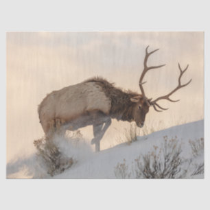 Bull Elk Searches for Food Beneath the Snow Tissue Paper