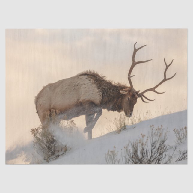 Bull Elk Searches for Food Beneath the Snow Tissue Paper (Front)