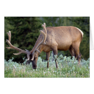 Bull Elk with antlers in velvet grazing