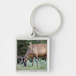 Bull Elk with antlers in velvet grazing Key Ring