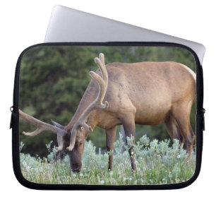 Bull Elk with antlers in velvet grazing Laptop Sleeve