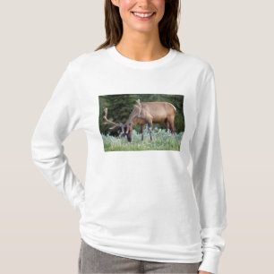 Bull Elk with antlers in velvet grazing T-Shirt
