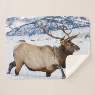 Bull Elk Wyoming Sherpa Blanket