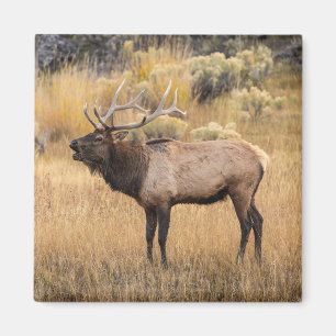 Bull Elk   Yellowstone National Park Magnet
