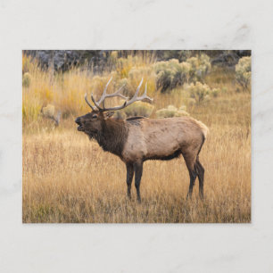 Bull Elk   Yellowstone National Park Postcard