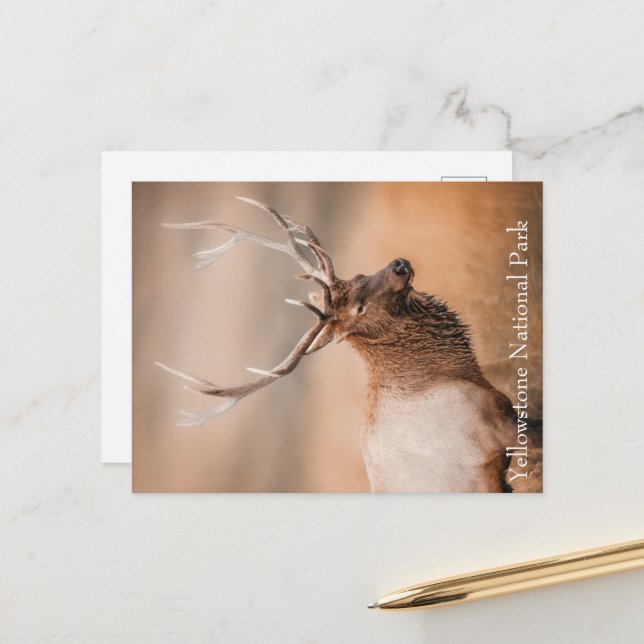 Bull Elk Yellowstone National Park Postcard (Front/Back In Situ)