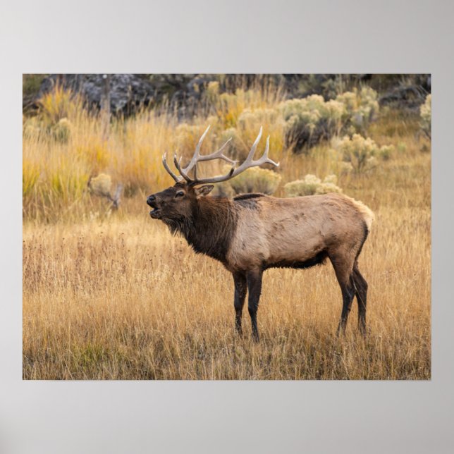 Bull Elk | Yellowstone National Park Poster (Front)