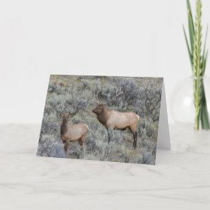 Bull Elk Yellowstone National Park, Wyoming Card