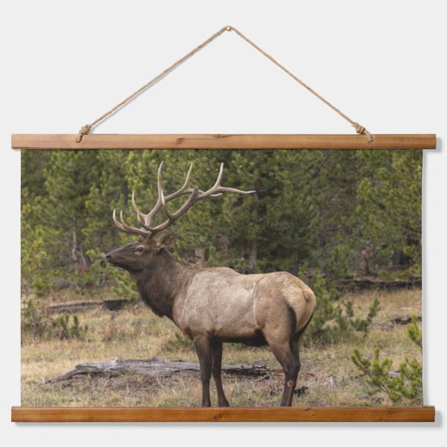 Bull Elk Yellowstone National Park, Wyoming Hanging Tapestry (Front)