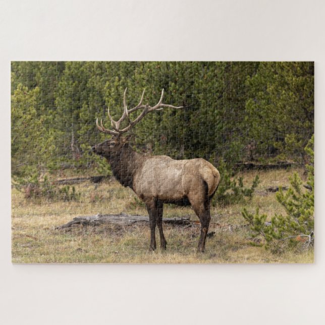 Bull Elk Yellowstone National Park, Wyoming Jigsaw Puzzle (Horizontal)