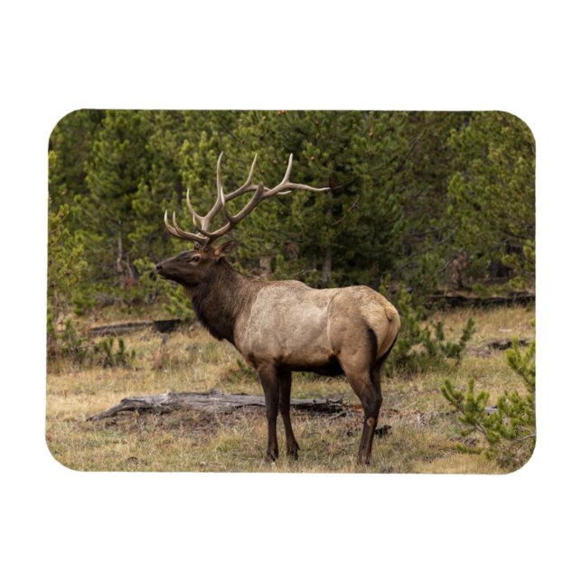 Bull Elk Yellowstone National Park, Wyoming Magnet (Horizontal)