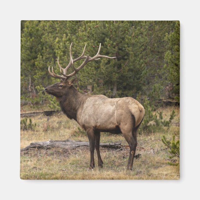 Bull Elk Yellowstone National Park, Wyoming Magnet (Front)
