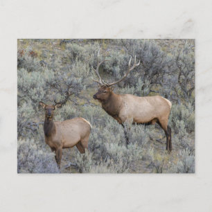 Bull Elk Yellowstone National Park, Wyoming Postcard