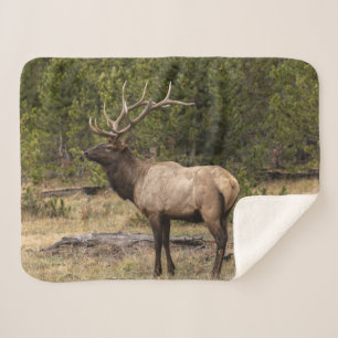 Bull Elk Yellowstone National Park, Wyoming Sherpa Blanket