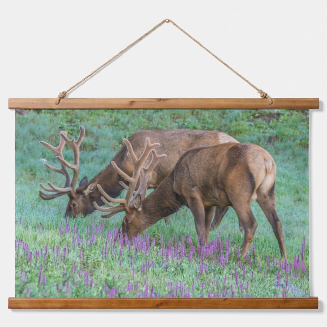 Bull Elks Rocky Mountain National Park, Colorado Hanging Tapestry (Front)
