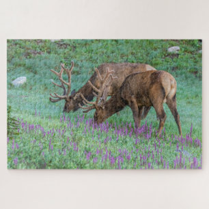 Bull Elks Rocky Mountain National Park, Colorado Jigsaw Puzzle