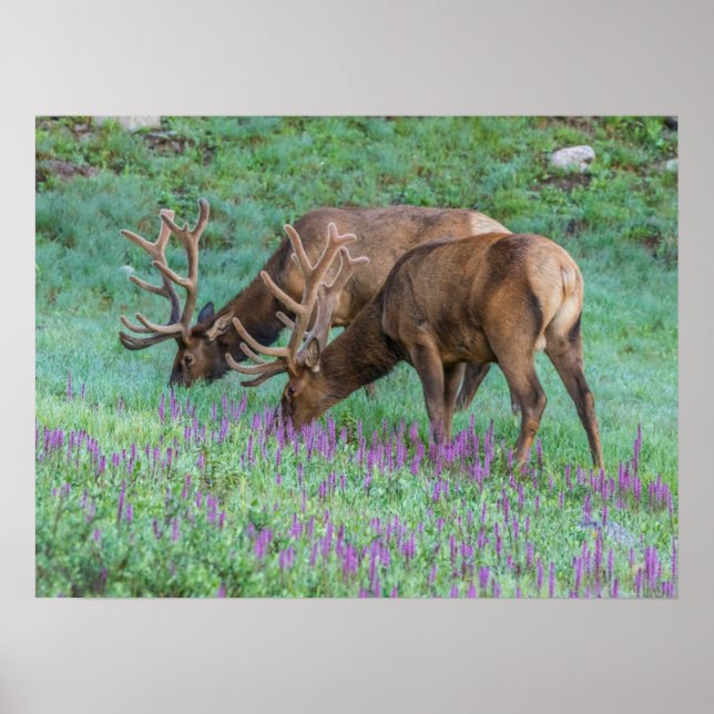 Bull Elks Rocky Mountain National Park, Colorado Poster (Front)