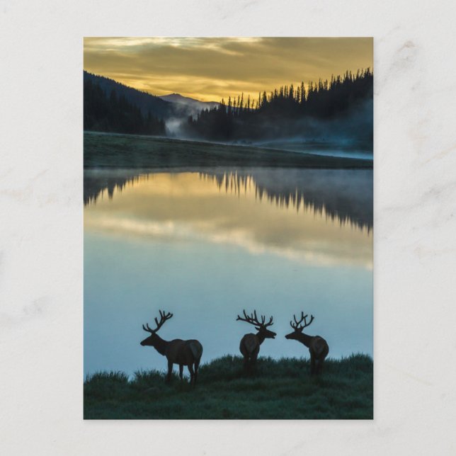 Bull Elks Silhouetted Poudre Lake Sunrise Postcard (Front)