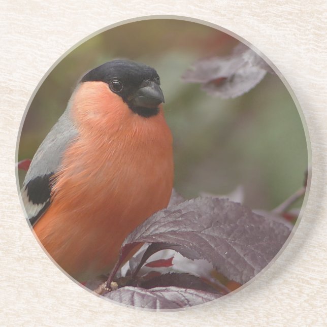 Bull Finch Coaster (Front)