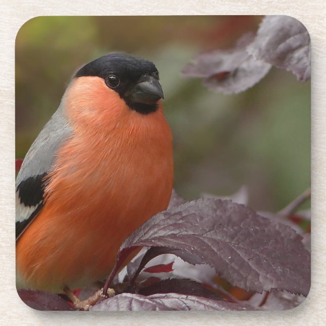 Bull Finch Coaster (Front)