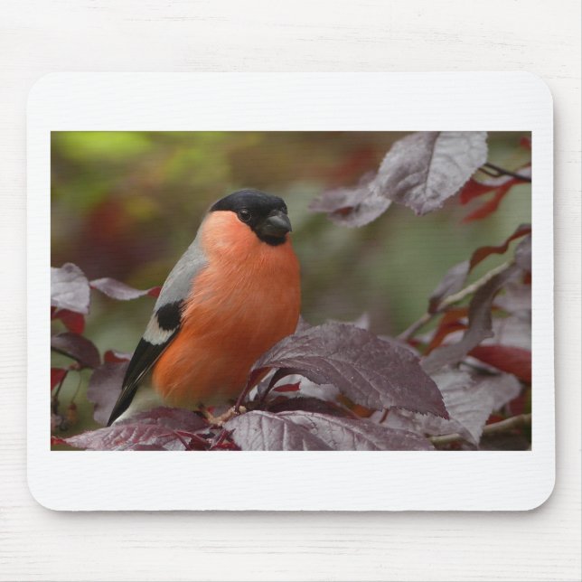 Bull Finch Mouse Pad (Front)