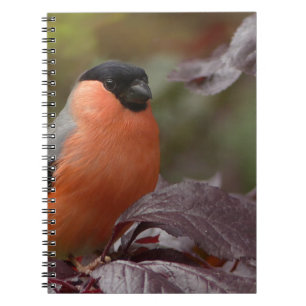 Bull Finch Notebook
