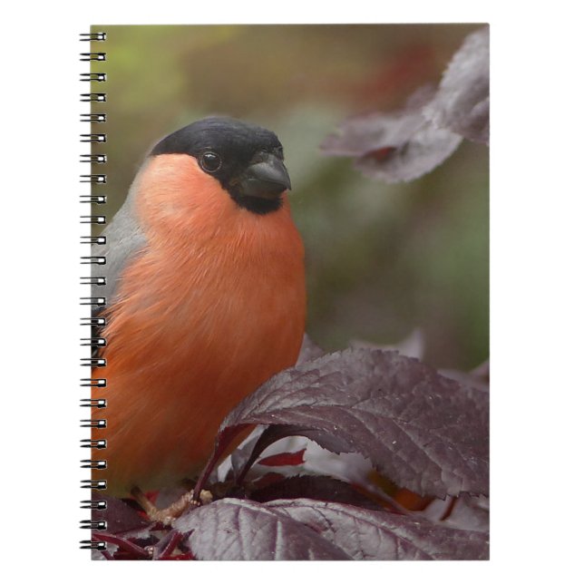 Bull Finch Notebook (Front)