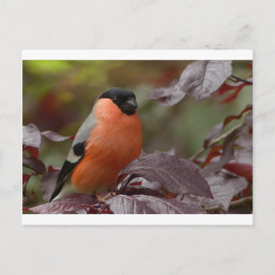 Bull Finch Postcard