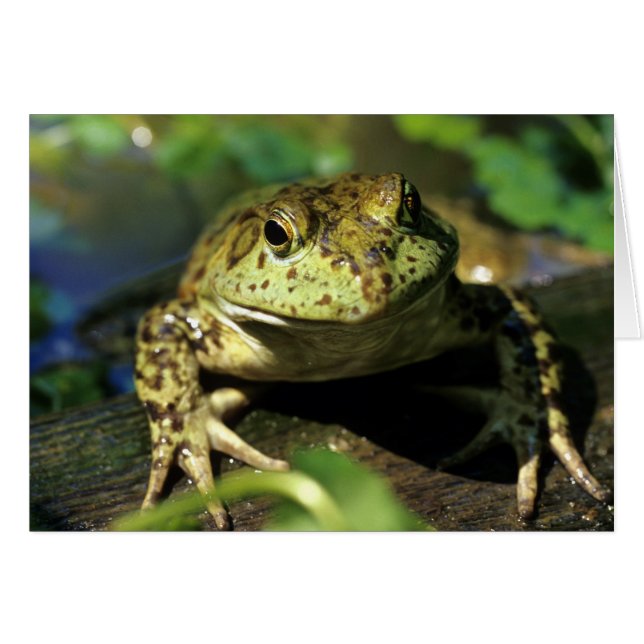 Bull frog. (Front Horizontal)