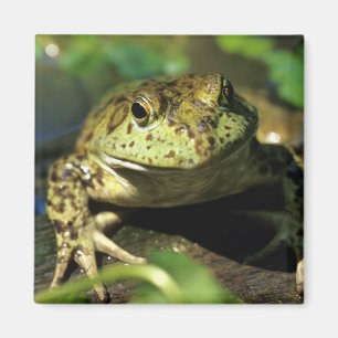 Bull frog. magnet