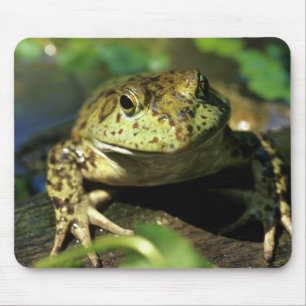 Bull frog. mouse pad