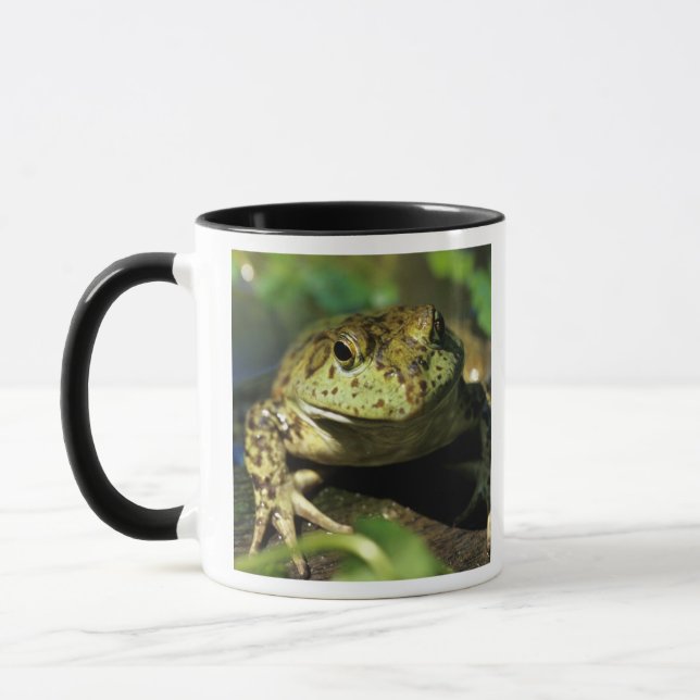 Bull frog. mug (Left)