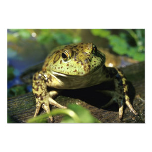 Bull frog. photo print
