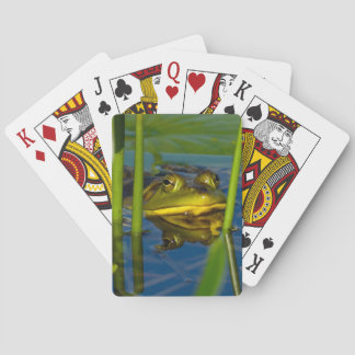 Bull Frog Playing Cards