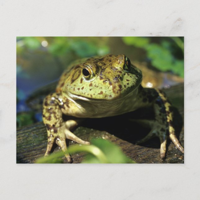 Bull frog. postcard (Front)