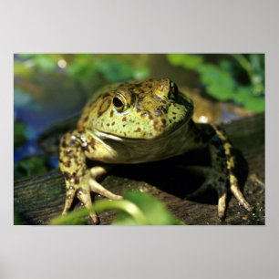 Bull frog. poster