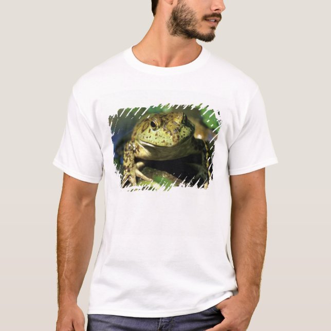 Bull frog. T-Shirt (Front)