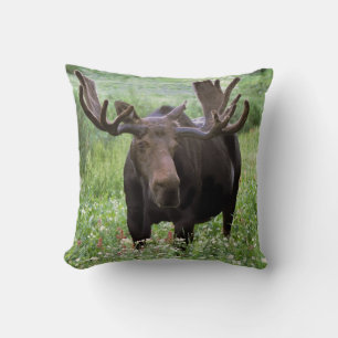 Bull moose Alces alces) in wildflowers, Cushion