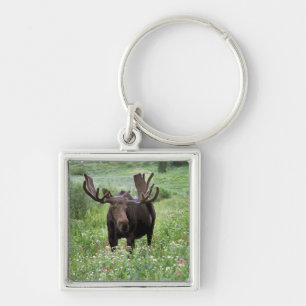Bull moose Alces alces) in wildflowers, Key Ring