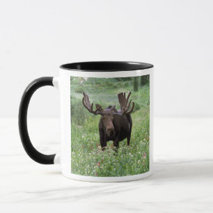 Bull moose Alces alces) in wildflowers, Mug