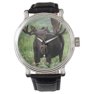 Bull moose Alces alces) in wildflowers, Watch