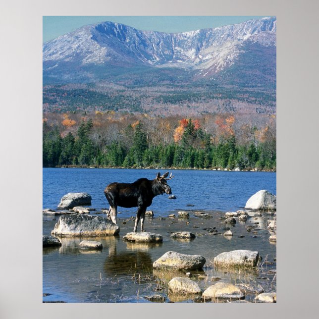 Bull Moose and Mount Katahdin Poster (Front)