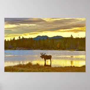Bull Moose at Sprague Lake, Colorado, Sunrise Poster