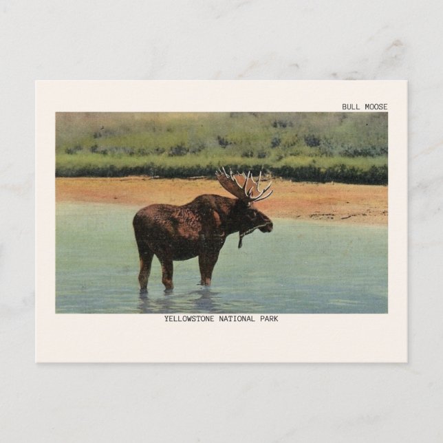 Bull Moose at Yellowstone National Park Postcard (Front)