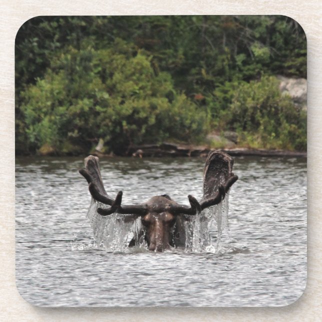 Bull Moose Coaster (Front)