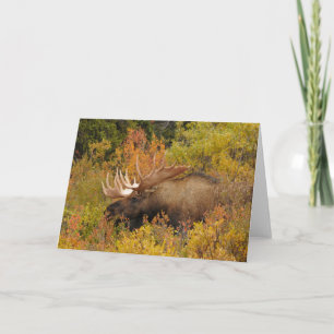 Bull Moose   Denali National Park, Alaska Card